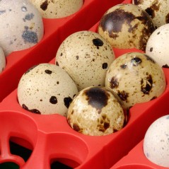 Couveuse digitale automatique ET 12 avec unité retournement OVOMATIC et additif antibactérien BIOMASTER, pour 12 oeufs à 187,...