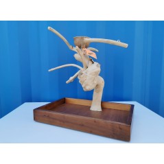 Aire de Jeux en bois de Java avec socle - Small - Back Zoo Nature - 99,95 € - Back Zoo Nature - 0741360989054 - Ornibird SRL