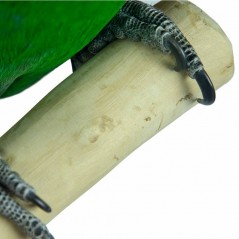 Aire de Jeux en bois de Java avec socle - X-Large - Back Zoo Nature - 169,95 € - Back Zoo Nature - 8714835121657 - Ornibird SRL