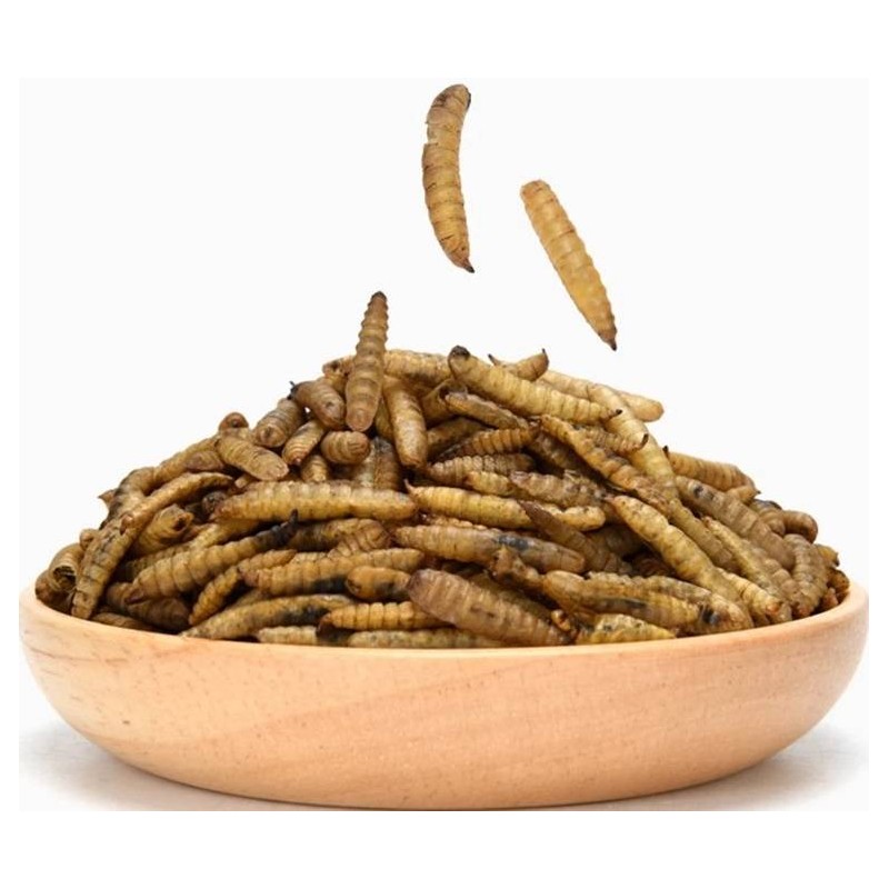 Larves de mouches soldats sechées 500gr - Ornibird Larves de mouches soldats sechées 500gr - Ornibird