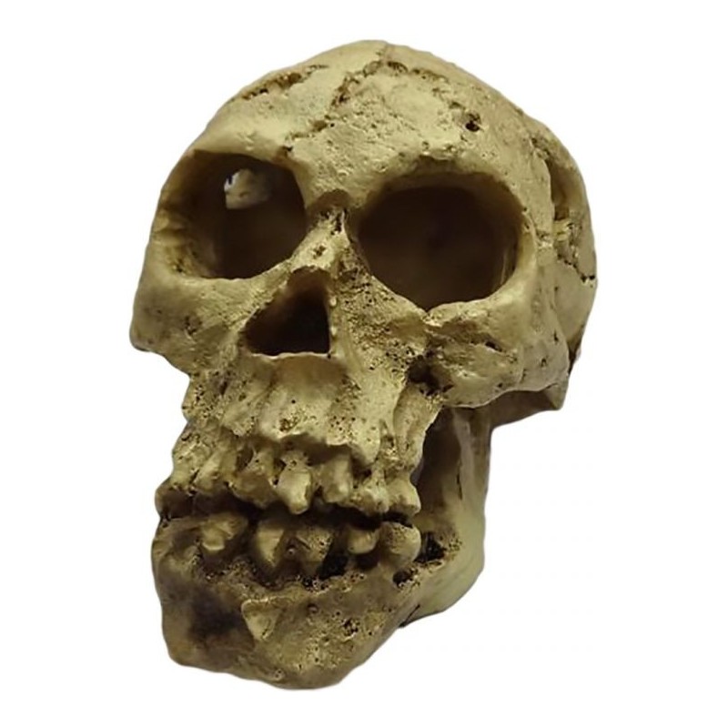 Décoration Crâne 10,5x7x7,5cm - Duvo+ 372042 Duvo + 12,95 € Ornibird