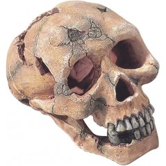 Skull L-15cm - Aqua Della 236/104309 Aqua Della 22,76 € Ornibird