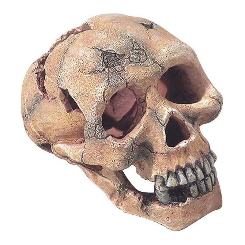 Skull L-15cm - Aqua Della 236/104309 Aqua Della 22,76 € Ornibird