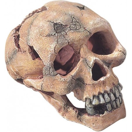 Skull L-15cm - Aqua Della à 22,95 € - Aqua Della - 236/104309 - Décoration artificielle