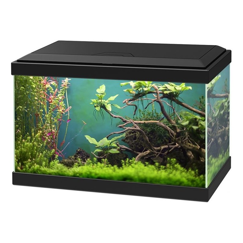 Petit aquarium