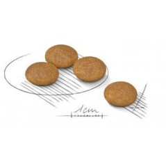 Mini DermaComfort 8kg - Royal Canin - 72,10 € - Royal Canin - 3182550894999 - Ornibird SRL