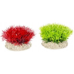 Plante Crystalwort Moss couleurs mélangées S 5cm - Aqua Della 242/457801 Aqua Della 4,95 € Ornibird