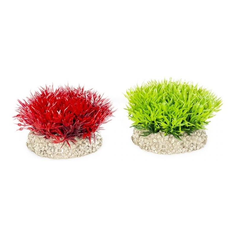 Plante Crystalwort Moss couleurs mélangées S 5cm - Aqua Della 242/457801 Aqua Della 4,95 € Ornibird