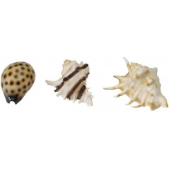 Sea Shell Mix 8,5-10cm - Aqua Della 234/418932 Aqua Della 10,95 € Ornibird