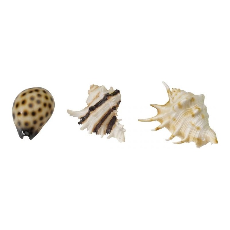 Sea Shell Mix 8,5-10cm - Aqua Della 234/418932 Aqua Della 10,95 € Ornibird