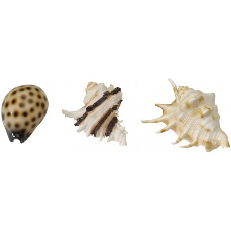 Sea Shell Mix 8,5-10cm - Aqua Della à 10,95 € - Aqua Della - 234/418932 - Décoration