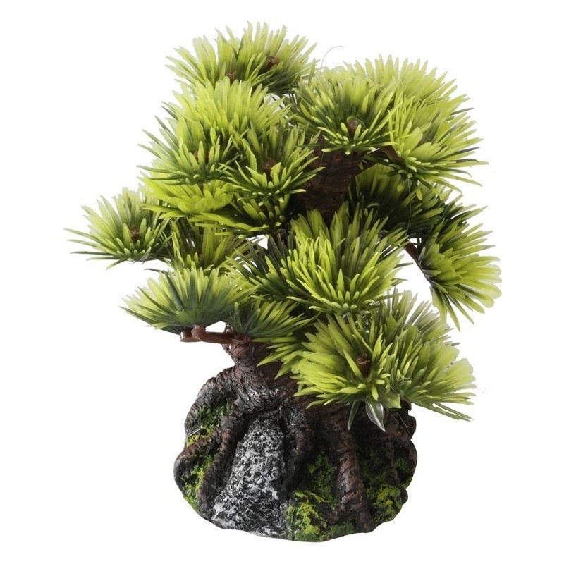 Bonsai 9,5cm - Aqua Della Bonsai 9,5cm - Aqua Della