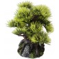 Bonsai 9,5cm - Aqua Della Bonsai 9,5cm - Aqua Della