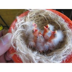 Floss Nest Jute 500gr 14482 Bevo 10,90 € Ornibird