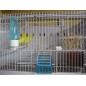 Batterie de 12 cages 64x30x34 Modèle Champion- New Canariz