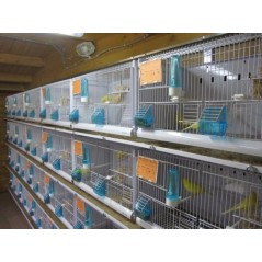 Batterie de 12 cages 64x30x34 Modèle Champion- New Canariz - 1 260,00 € - New Canariz - 1516739131636 - Ornibird SRL