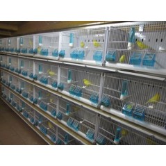 Batterie de 12 cages 64x30x34 Modèle Champion- New Canariz - 1 260,00 € - New Canariz - 1516739131636 - Ornibird SRL