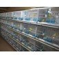 Batterie de 12 cages 64x30x34 Modèle Champion- New Canariz
