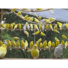 Perch wood to canary 15mm x 100cm 14307 Kinlys 7,50 € Ornibird