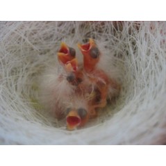 Les nids d'oiseau, modèles d'élasticité et de légèreté
