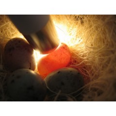 Pattern eggs - Fauna 14340 Fauna BirdProducts 12,75 € Ornibird