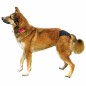 Slip de protection Noir M 40-49cm - Trixie Slip de protection Noir M 40-49cm - Trixie