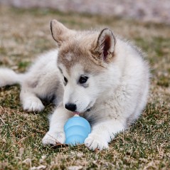 Kong Puppy Bleu ou Rose L - Kong à 14,95 € - Kong - 74012015 - Kong