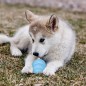 Kong Puppy Bleu ou Rose L - Kong Kong Puppy Bleu ou Rose L - Kong
