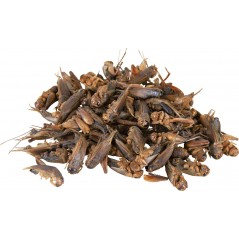 Grillons 25gr/250ml - Trixie - 5,00 € - Trixie - 4011905763927 - Ornibird SRL