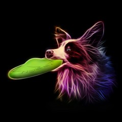 Flyber 22cm à 16,95 € - Supplies For Pets - COL62175 - Jouets à lancer/rapporter