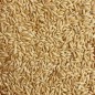 Alpiste ou Millet Plat 20kg - Ornibird Alpiste ou Millet Plat 20kg - Ornibird