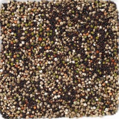 Graines à Germer Canaris au kg - Ornibird à 3,65 € - Deli Nature - 066382/kg - Graines Ornibird au kg