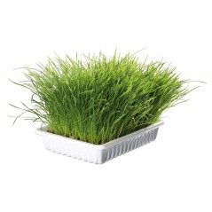Herbe à chat tendre 100gr - Trixie 4232 Trixie 3,00 € Ornibird