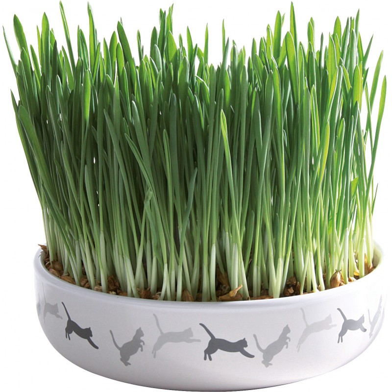 Ecuelle en céramique avec herbe à chat 15x4cm+50gr - Trixie 42341 Trixie 7,00 € Ornibird