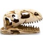 Crâne dinosaure résine 19x8x11cm - Giganterra