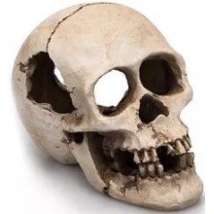 Human Skull résine 16cm - Giganterra G04-00271 Giganterra 11,50 € Ornibird