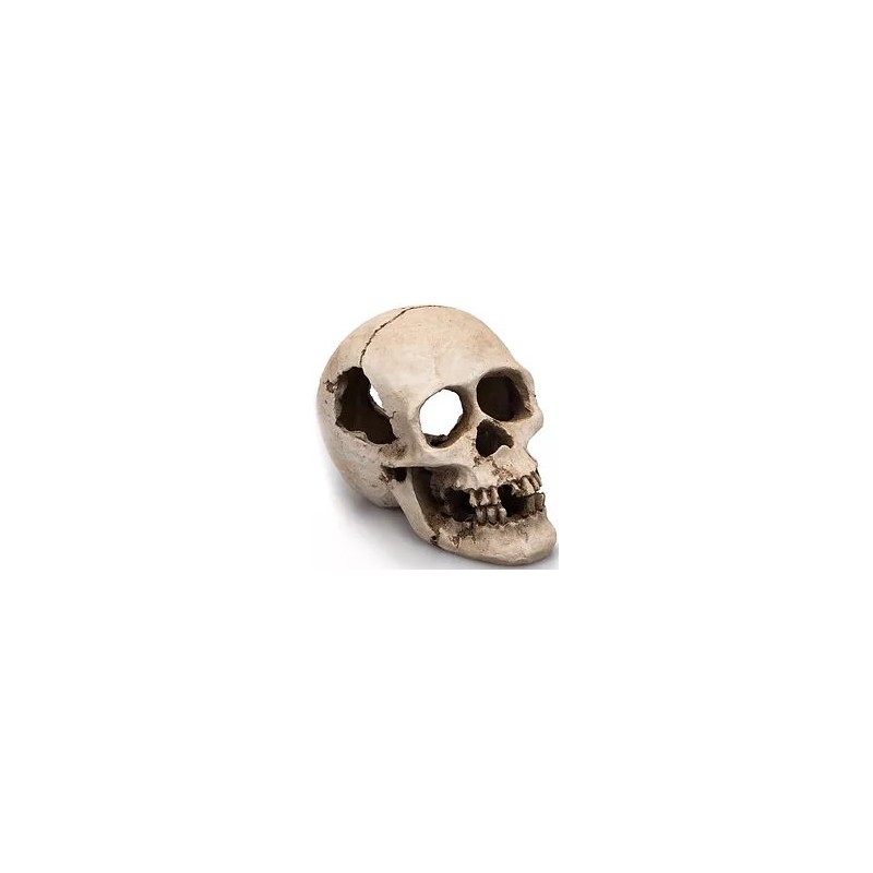Human Skull résine 16cm - Giganterra