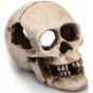 Human Skull résine 16cm - Giganterra
