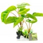 Plante sur pied Philodendron Erubescens 30cm - Giganterra