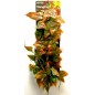 Rep 421 Reptile Vine Vert/Brun 61cm
