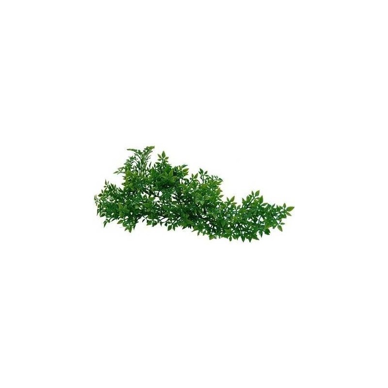 Plante porte-bonheur - Lucky Reptile LR64541 Lucky Reptile 4,99 € Ornibird Plante porte-bonheur - Lucky Reptile LR64541 Lucky Reptile 4,99 € Ornibird