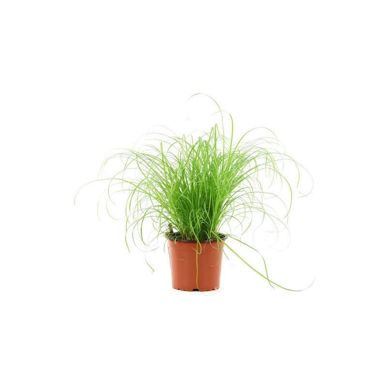 Herbes à chat herb Afridel 4,49 € Ornibird Herbes à chat herb Afridel 4,49 € Ornibird
