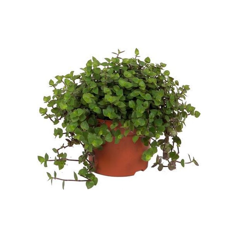 Callisia, plante pour tortue calli Afridel 4,29 € Ornibird Callisia, plante pour tortue calli Afridel 4,29 € Ornibird