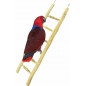 Echelle bois 60cm - Back Zoo Nature Echelle bois 60cm - Back Zoo Nature
