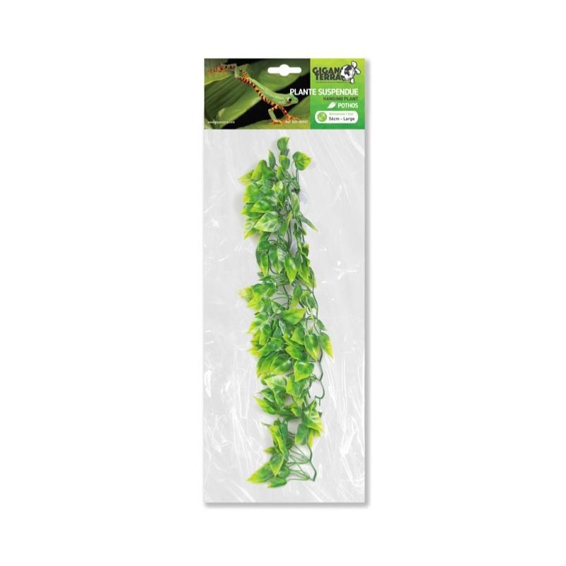 Plantes suspendues Pothos 46cm - Giganterra Plantes suspendues Pothos 46cm - Giganterra