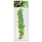 Plantes suspendues Pothos 46cm - Giganterra Plantes suspendues Pothos 46cm - Giganterra