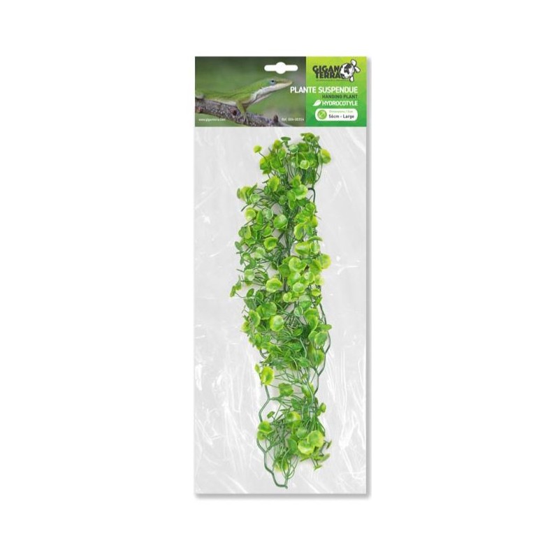 Plantes suspendues Hydrocotyle 56cm - Giganterra Plantes suspendues Hydrocotyle 56cm - Giganterra