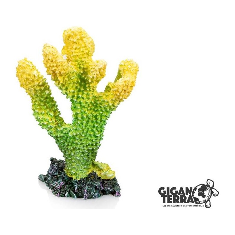 Coraux 3 - 10x5x16cm - Giganterra G04-00679 Giganterra 10,80 € Ornibird Coraux 3 - 10x5x16cm - Giganterra G04-00679 Giganterra 10,80 € Ornibird