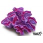 Coraux 702 - 16,5x14x7cm - Giganterra Coraux 702 - 16,5x14x7cm - Giganterra