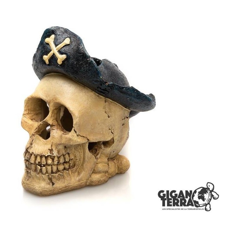 Crâne 577 - 15x13x15cm - Giganterra G04-00577 Giganterra 18,30 € Ornibird Crâne 577 - 15x13x15cm - Giganterra G04-00577 Giganterra 18,30 € Ornibird